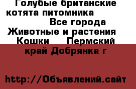 Голубые британские котята питомника Silvery Snow. - Все города Животные и растения » Кошки   . Пермский край,Добрянка г.